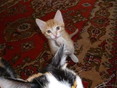 Лот: 1826631. Фото: 1. отдам котенка. Кошки, котята