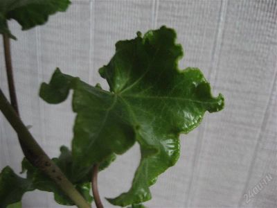 Лот: 1301060. Фото: 1. Плющ Parsley Crested. Горшечные растения и комнатные цветы
