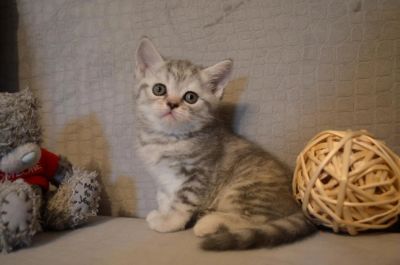 Лот: 7222505. Фото: 1. Прямоухая шотландская кошечка... Кошки, котята