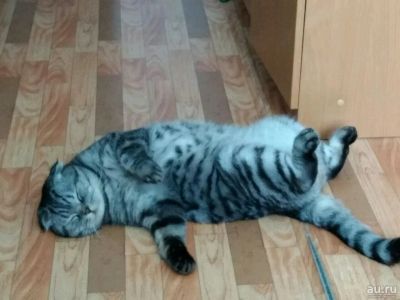 Лот: 10637051. Фото: 1. Отдам кота в добрые руки. Кошки, котята