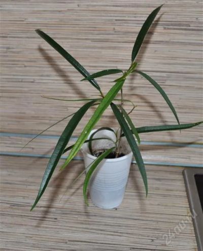 Лот: 1082118. Фото: 1. Фикус Биннедика (Фикус иволистный... Горшечные растения и комнатные цветы