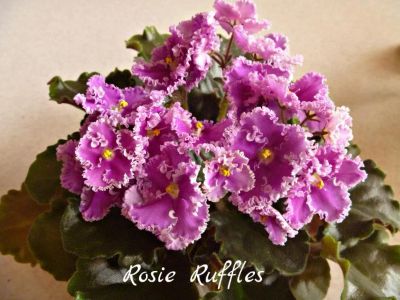 Лот: 8433156. Фото: 1. Фиалка сортовая Rosie Ruffles... Горшечные растения и комнатные цветы
