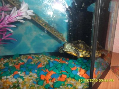 Лот: 5308484. Фото: 1. черепаха красноухая срочная продажа. Другое (аквариумистика)