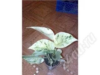 Лот: 423247. Фото: 1. Сциндапсус marble queen. Горшечные растения и комнатные цветы