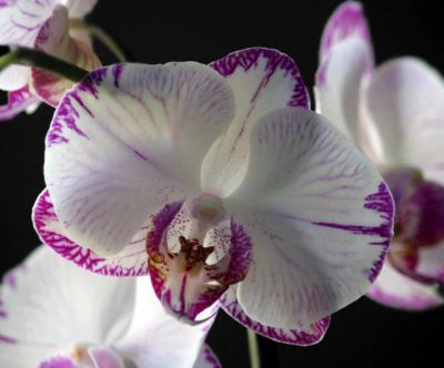 Лот: 3696745. Фото: 1. Phalaenopsis Minho Princess 'TWM11-4... Горшечные растения и комнатные цветы