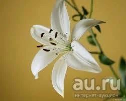 Лот: 9668561. Фото: 1. лилия 3. Садовые цветы