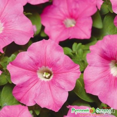 Лот: 17527310. Фото: 1. Петуния Amore Mio Rose. Садовые цветы