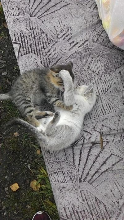 Лот: 6208243. Фото: 1. Хорошие котята. Кошки, котята