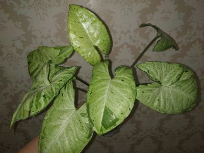 Лот: 17500633. Фото: 1. Сингониум Фриклес. Горшечные растения и комнатные цветы