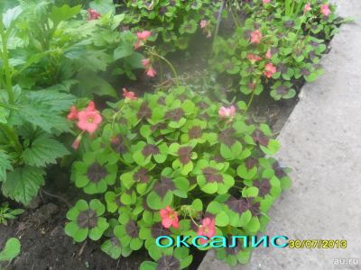 Лот: 8537723. Фото: 1. Оксалис или Кислица Деппея (Oxalis... Садовые цветы