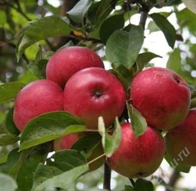 Лот: 2065333. Фото: 1. Продам саженцы яблони полукульт... Другое (семена, рассада, садовые растения)