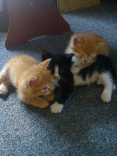 Лот: 7314187. Фото: 1. Отдам котят в хорошие руки. Кошки, котята