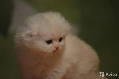 Лот: 4922451. Фото: 1. шотландская длинношерстная вислоухая... Кошки, котята