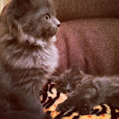 Лот: 3623298. Фото: 1. Котята курильского бобтейла. Кошки, котята