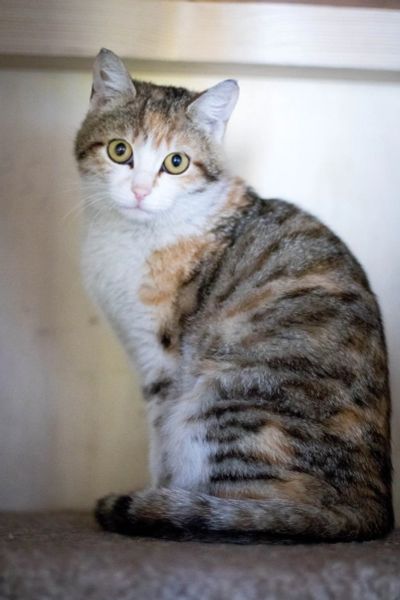 Лот: 13974375. Фото: 1. Кошка. Кошки, котята