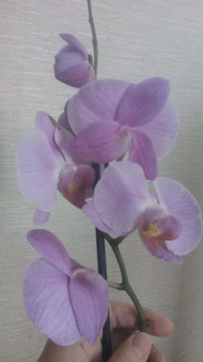 Лот: 11348148. Фото: 1. орхидея фаленопсис F5. Горшечные растения и комнатные цветы