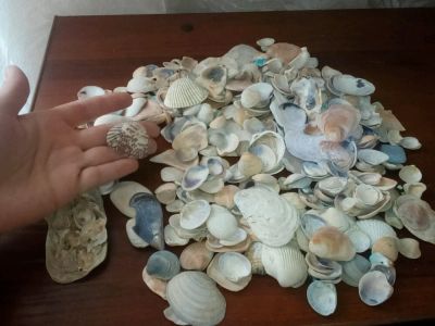 Лот: 9670729. Фото: 1. Пакет мелких ракушек. Грунты, украшения, наполнения