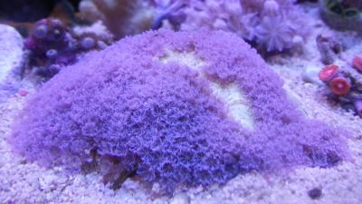 Лот: 11732198. Фото: 1. Голубая корнулярия. Моллюски, ракообразные, кораллы