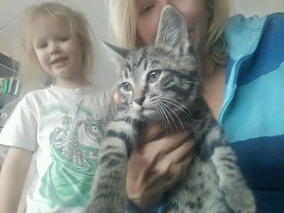 Лот: 11844527. Фото: 1. Котята. Кошки, котята