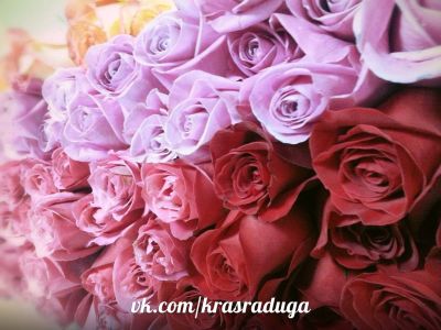 Лот: 6508913. Фото: 1. 53 розы из Голландии - 3180р Лот... Свежие цветы