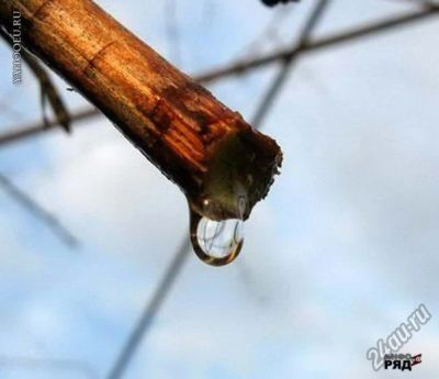 Лот: 5419020. Фото: 1. сок березовый. Напитки