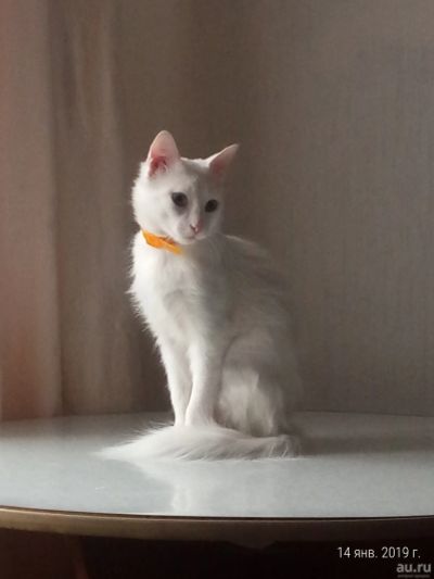 Лот: 12204128. Фото: 1. Белый кот с разными по цвету глазами. Кошки, котята