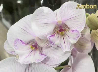 Лот: 22168822. Фото: 1. Орхидея фаленопсис "Ambon", взрослая. Горшечные растения и комнатные цветы