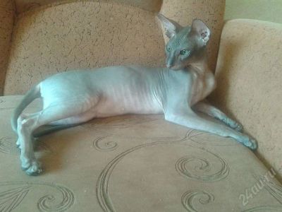 Лот: 2799305. Фото: 1. Отдам Петерболда. Кошки, котята