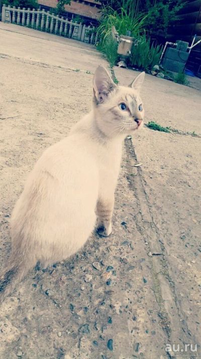 Лот: 10190662. Фото: 1. отдам даром кота. Кошки, котята