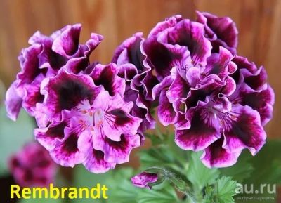 Лот: 13790571. Фото: 1. Пеларгония королевская Rembrandt... Горшечные растения и комнатные цветы