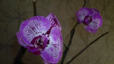 Лот: 3812998. Фото: 1. орхидея фаленопсис №10. Горшечные растения и комнатные цветы