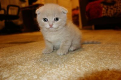 Лот: 8579756. Фото: 1. Шотландский вислоухий котенок. Кошки, котята