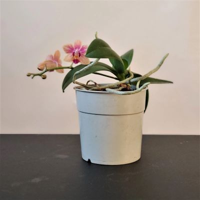 Лот: 16442080. Фото: 1. Орхидея. Фаленопсис-мини. Фиолетовый... Горшечные растения и комнатные цветы
