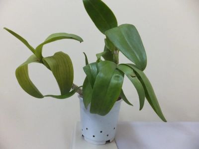 Лот: 5145256. Фото: 1. Орхидея дендробиум-фаленопсис... Горшечные растения и комнатные цветы