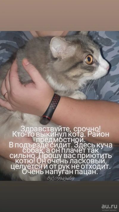 Лот: 18219807. Фото: 1. Кот в подъезде. Домики, переноски, клетки, когтеточки