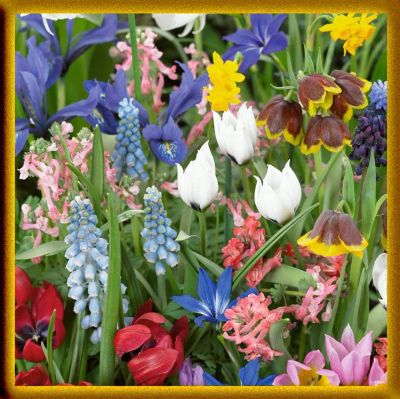 Лот: 17621306. Фото: 1. Любые пионы. лилии, лилейники... Садовые цветы