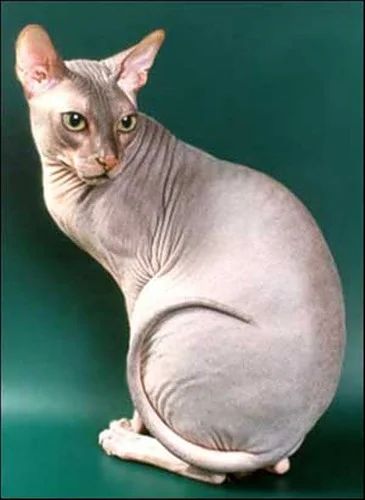 Лот: 4215987. Фото: 1. Сфинкс. Кошки, котята