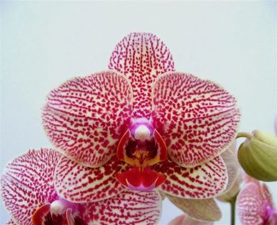 Лот: 1296958. Фото: 1. орхидея фаленопсис детка. Горшечные растения и комнатные цветы