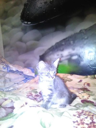 Лот: 7002657. Фото: 1. серый комочек счатья. Кошки, котята