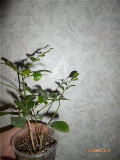 Лот: 2408476. Фото: 1. Мурайя 1. Горшечные растения и комнатные цветы