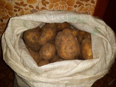 Лот: 5686705. Фото: 1. Картофель с доставкой в квартиру... Картофель