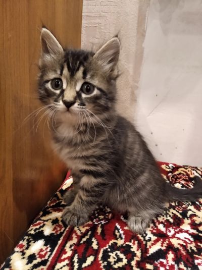 Лот: 14544031. Фото: 1. Котята,чёрненькие полосатики(симпотяшки... Кошки, котята