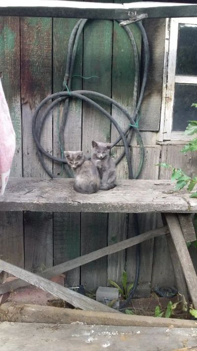 Лот: 12052963. Фото: 1. Котенок. Кошки, котята