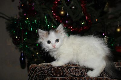 Лот: 6723818. Фото: 1. девочка 2месяца. Кошки, котята