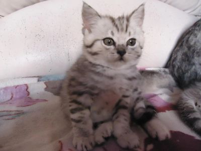 Лот: 7947760. Фото: 1. Шикарные шотландские котята. Кошки, котята