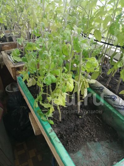 Лот: 20370294. Фото: 1. Рассада помидор. Овощи