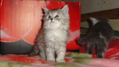Лот: 7556664. Фото: 1. Котята мейн-кун метисы. Кошки, котята