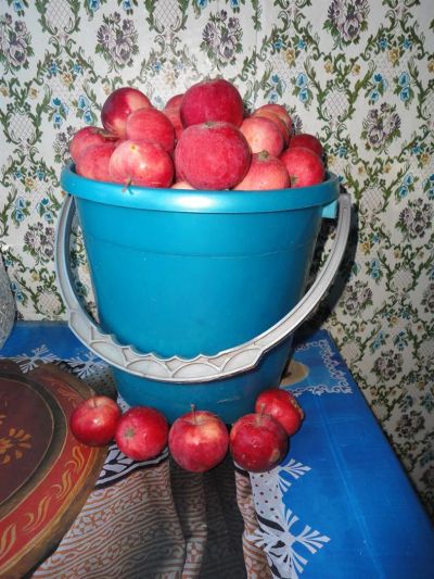 Лот: 3236105. Фото: 1. Ведро ранеток 5 литров. Овощи, фрукты, зелень