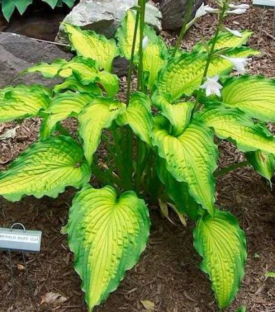 Лот: 14704221. Фото: 1. Хоста Emerald Ruff Cut Бронирование... Садовые цветы