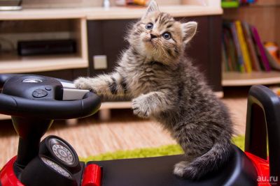 Лот: 8807122. Фото: 1. Породистый шотландец. Кошки, котята